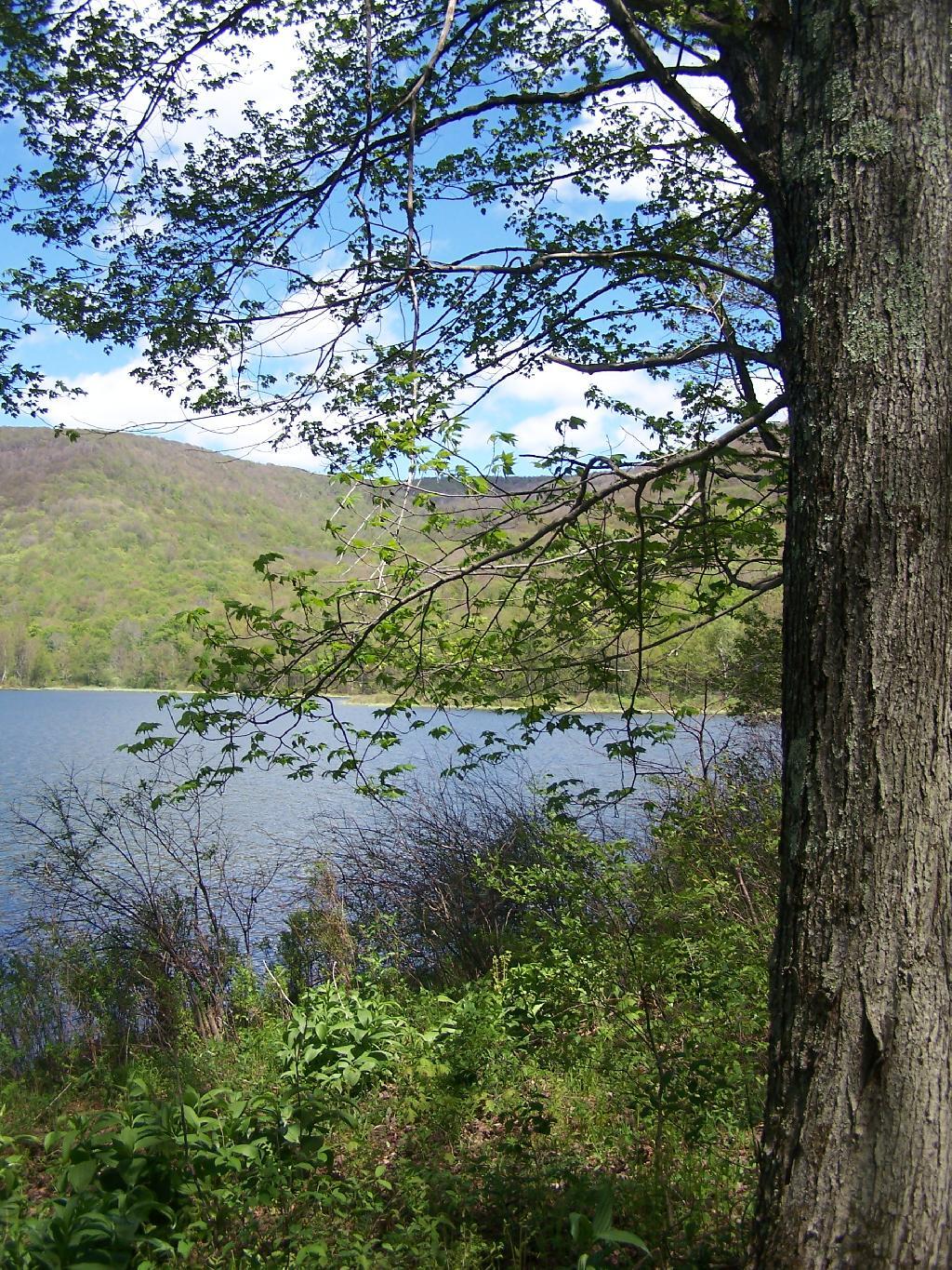 Photo: Along Edge of Alder Pond