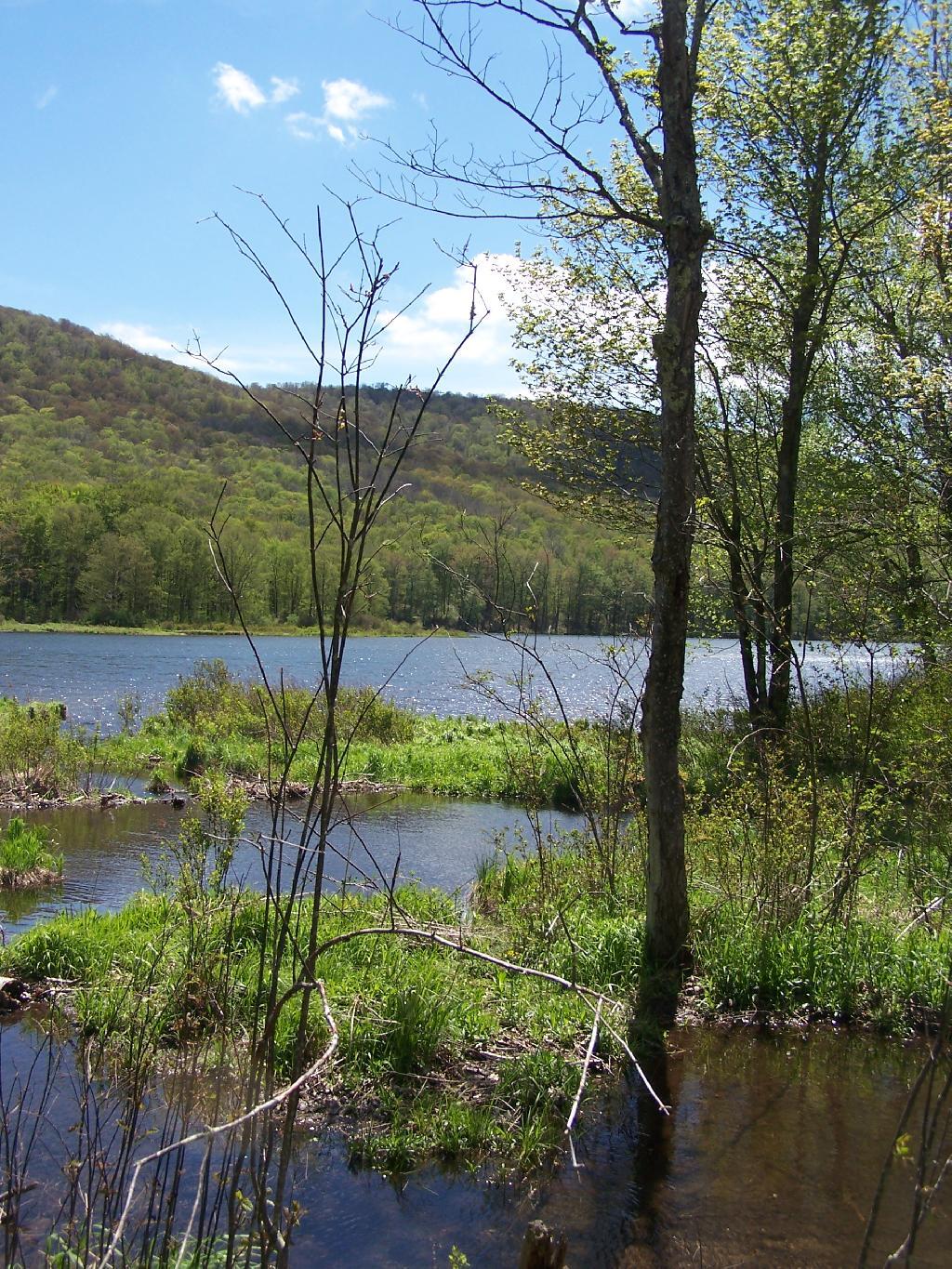 Photo: Marshy End of the Lake