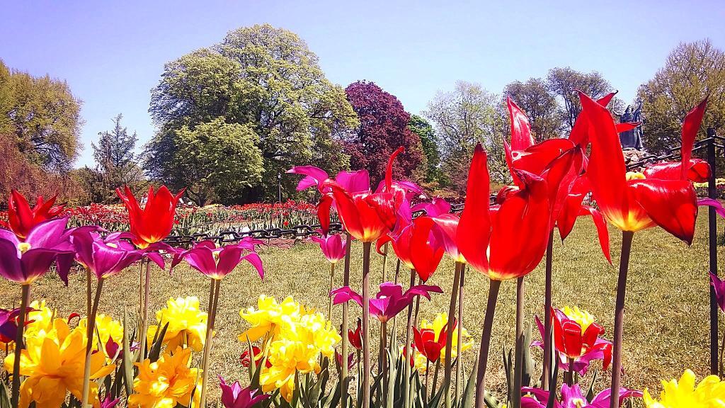 Photo: Tulip Beds