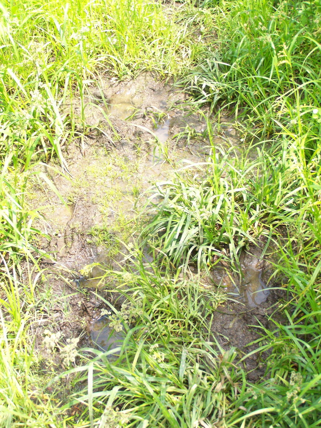Photo: Mud