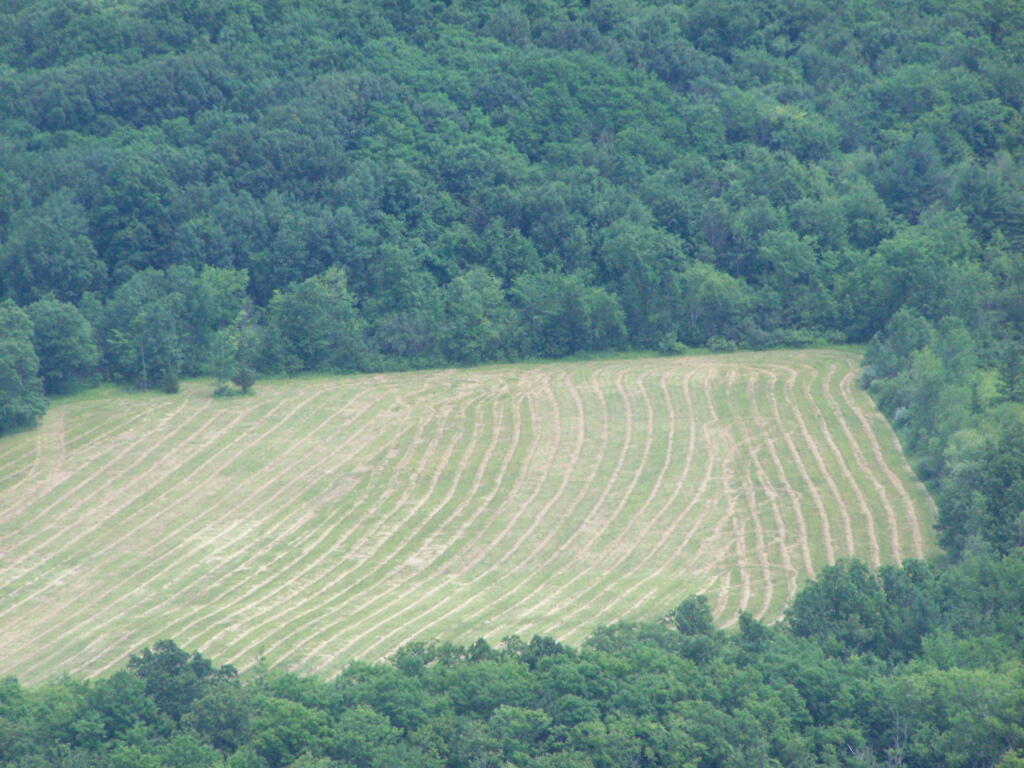 Photo: Drying Hay Field