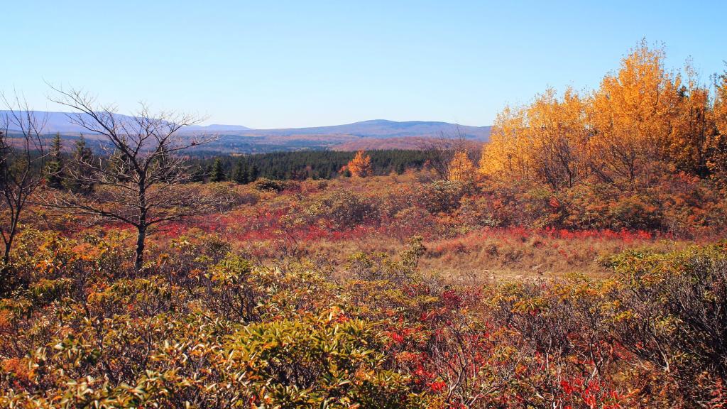 Photo: With Color Fading Early in Dolly Sods it Can Look Like Late Autumn in Early October Photo: With Color Fading Early in Dolly Sods it Can Look Like Late Autumn in Early October
