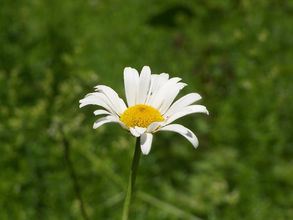 Photo: Daisy
