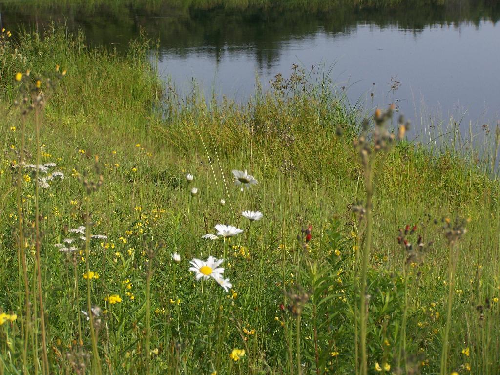 Photo: Wildflowers Along Duck Pond