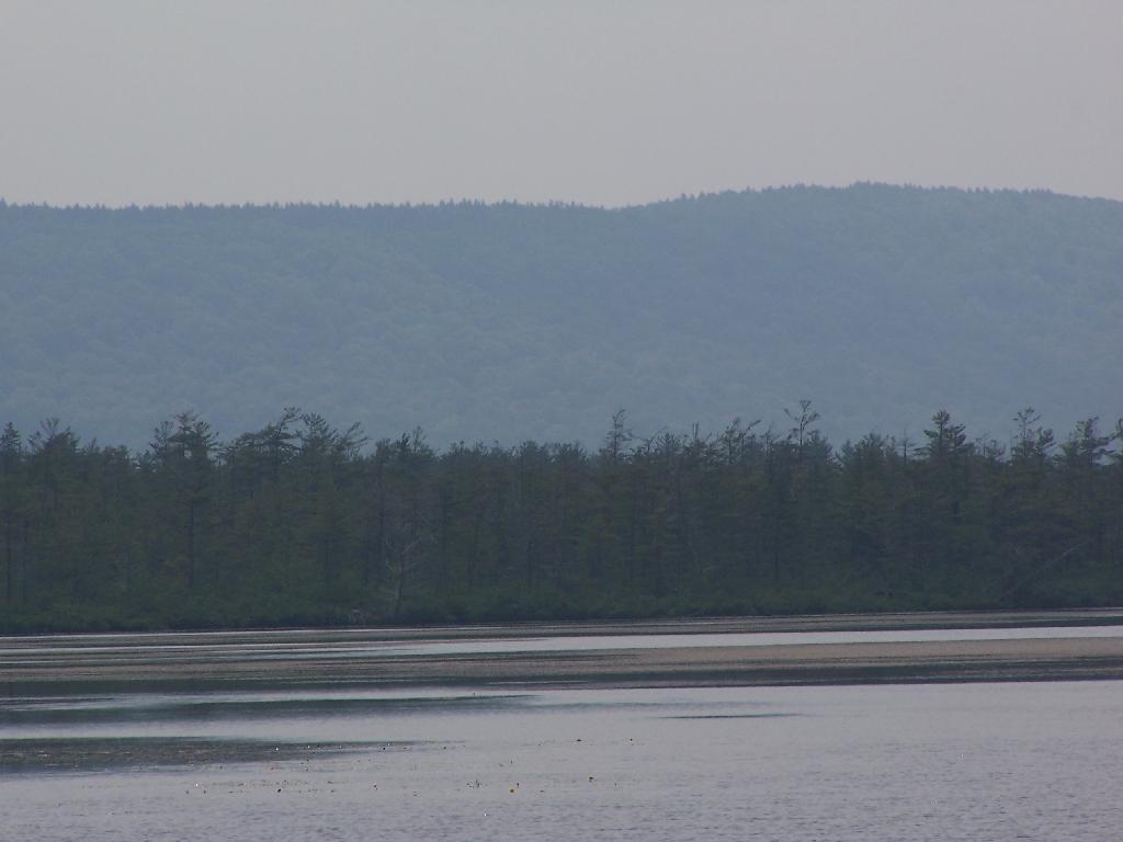 Photo: Trees Along Southern Edge of Pond