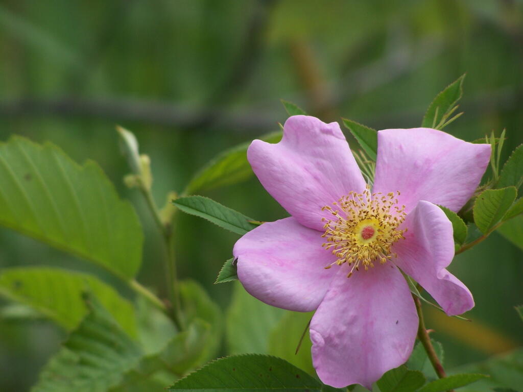 Photo: Pink Flower Photo: Pink Flower