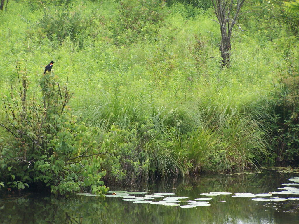 Photo: Bird Photo: Bird