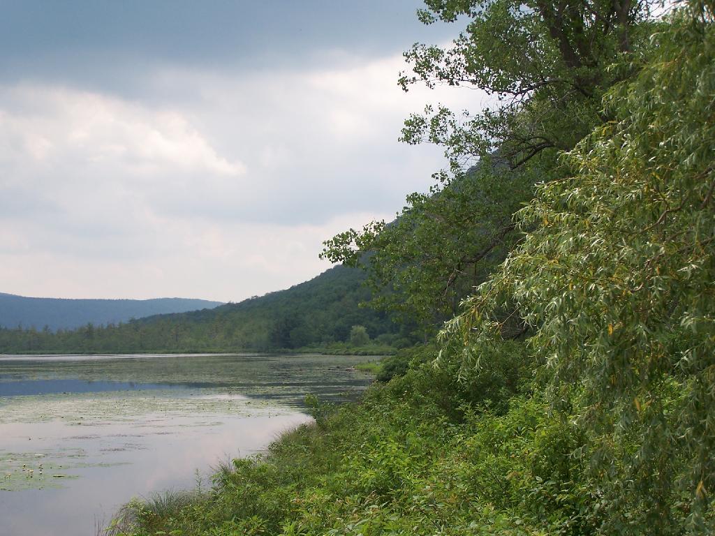 Photo: Edge of Pond