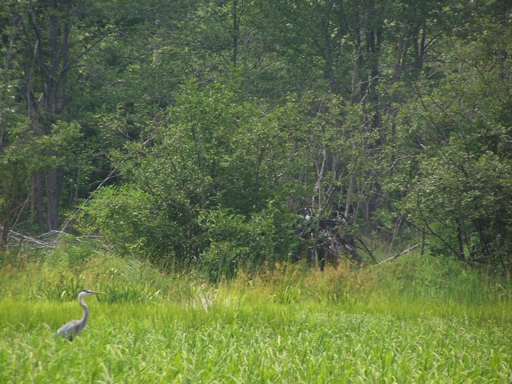 Photo: Heron Looking Up