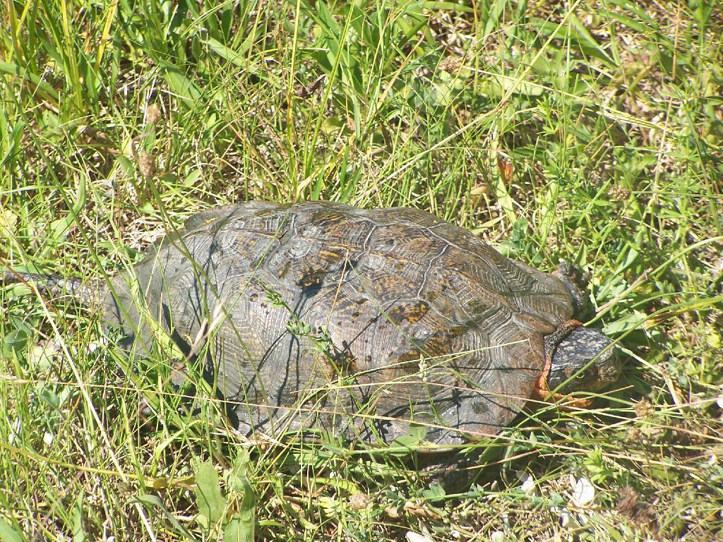 Photo: Snapping Turtle Puppy Stuck Nose In