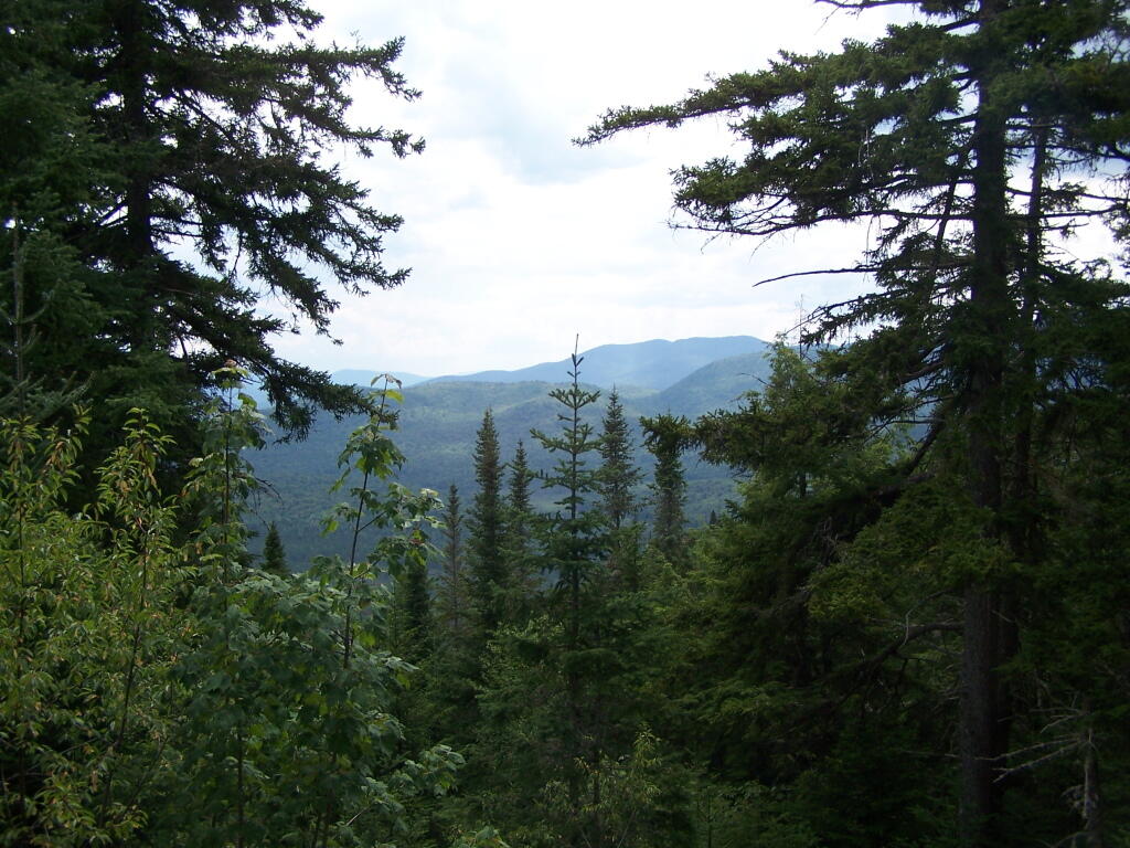 Photo: Clearing Along Trail Photo: Clearing Along Trail