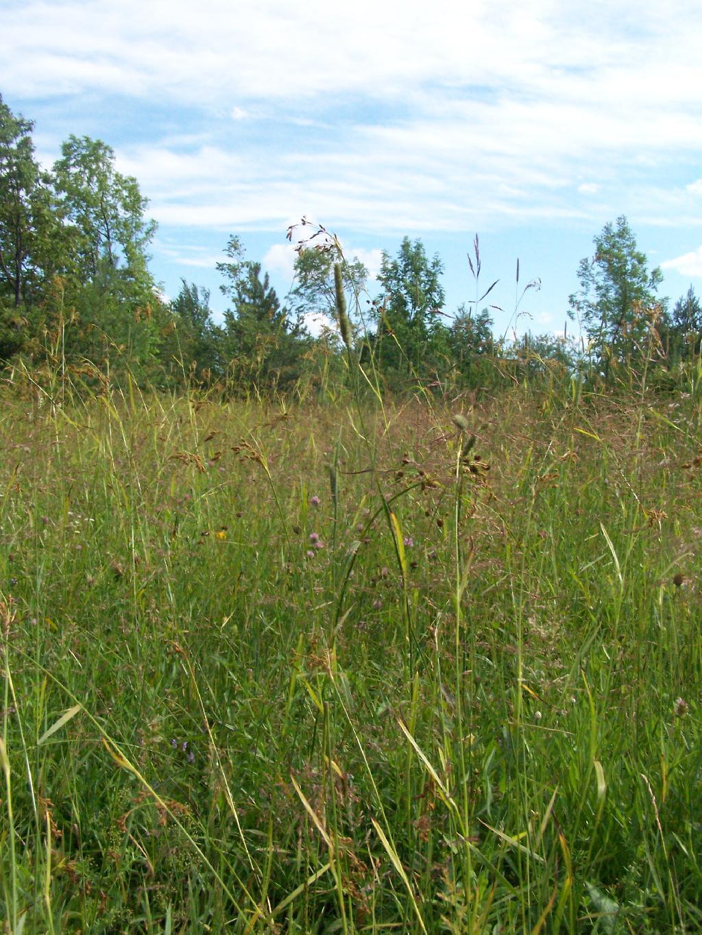 Photo: Hay Photo: Hay