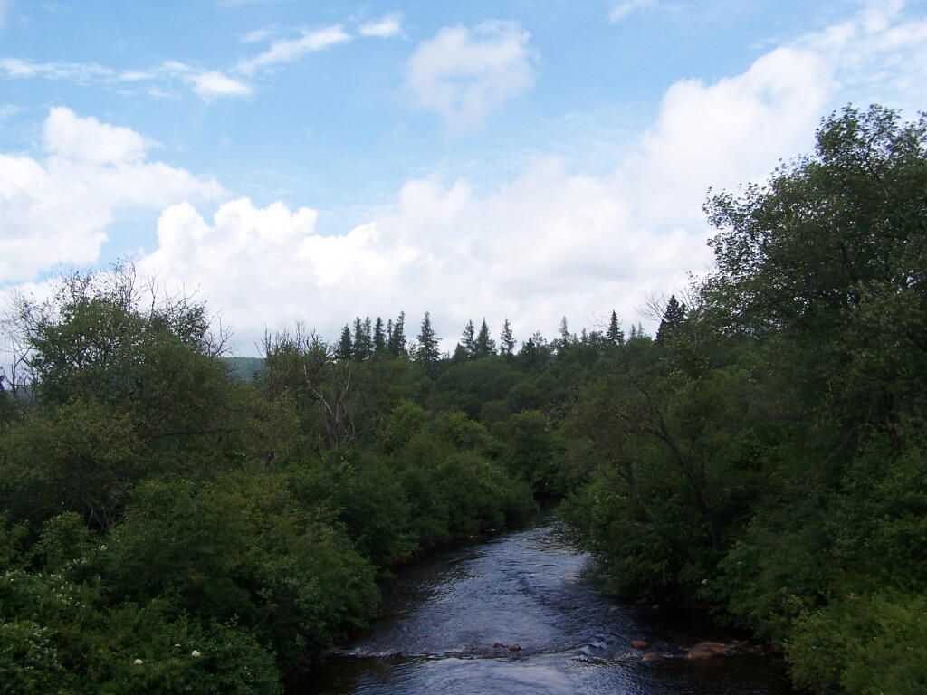 Photo: Otter Brook Swamp