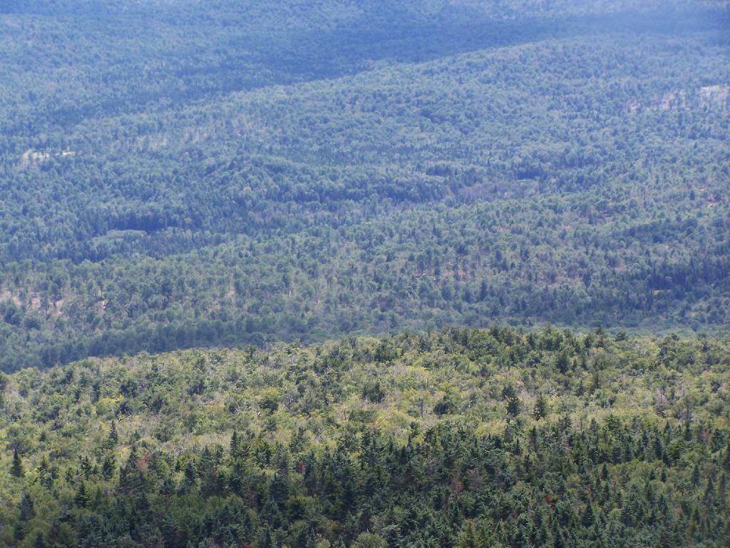 Photo: Forestland