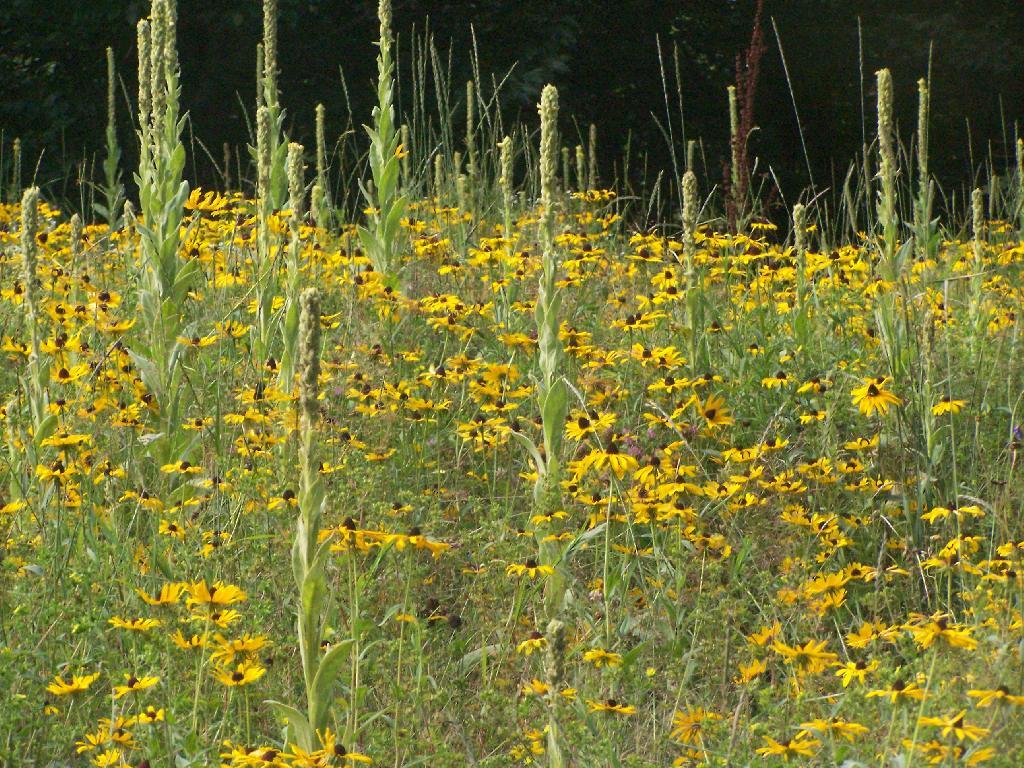 Photo: Blackeye Susans