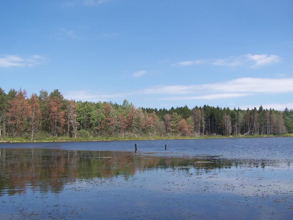 Photo: Across Lower Beaver Pond