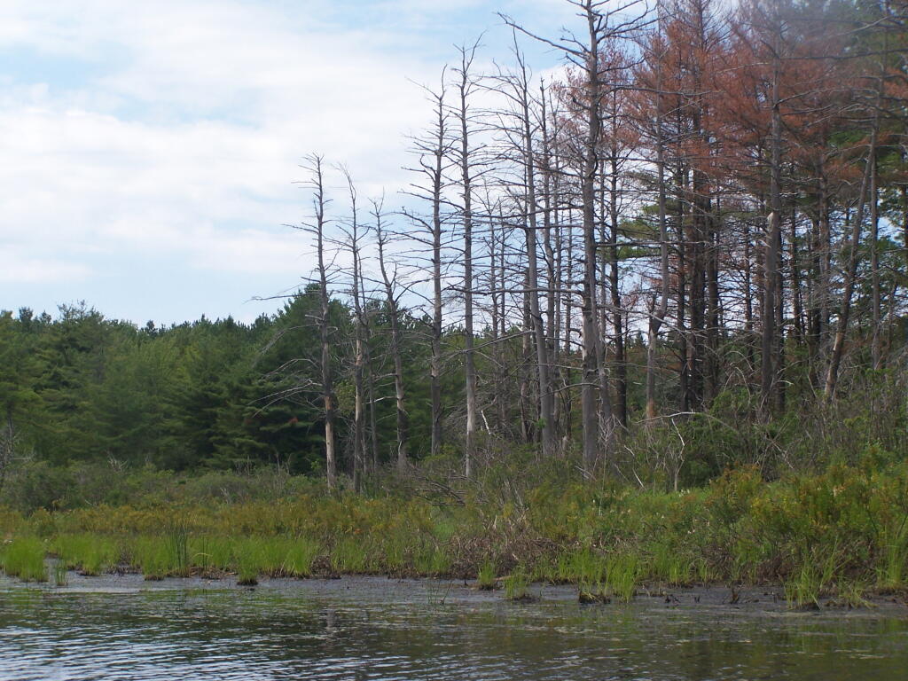 Photo: Marshlands of Lower Beaver Pond