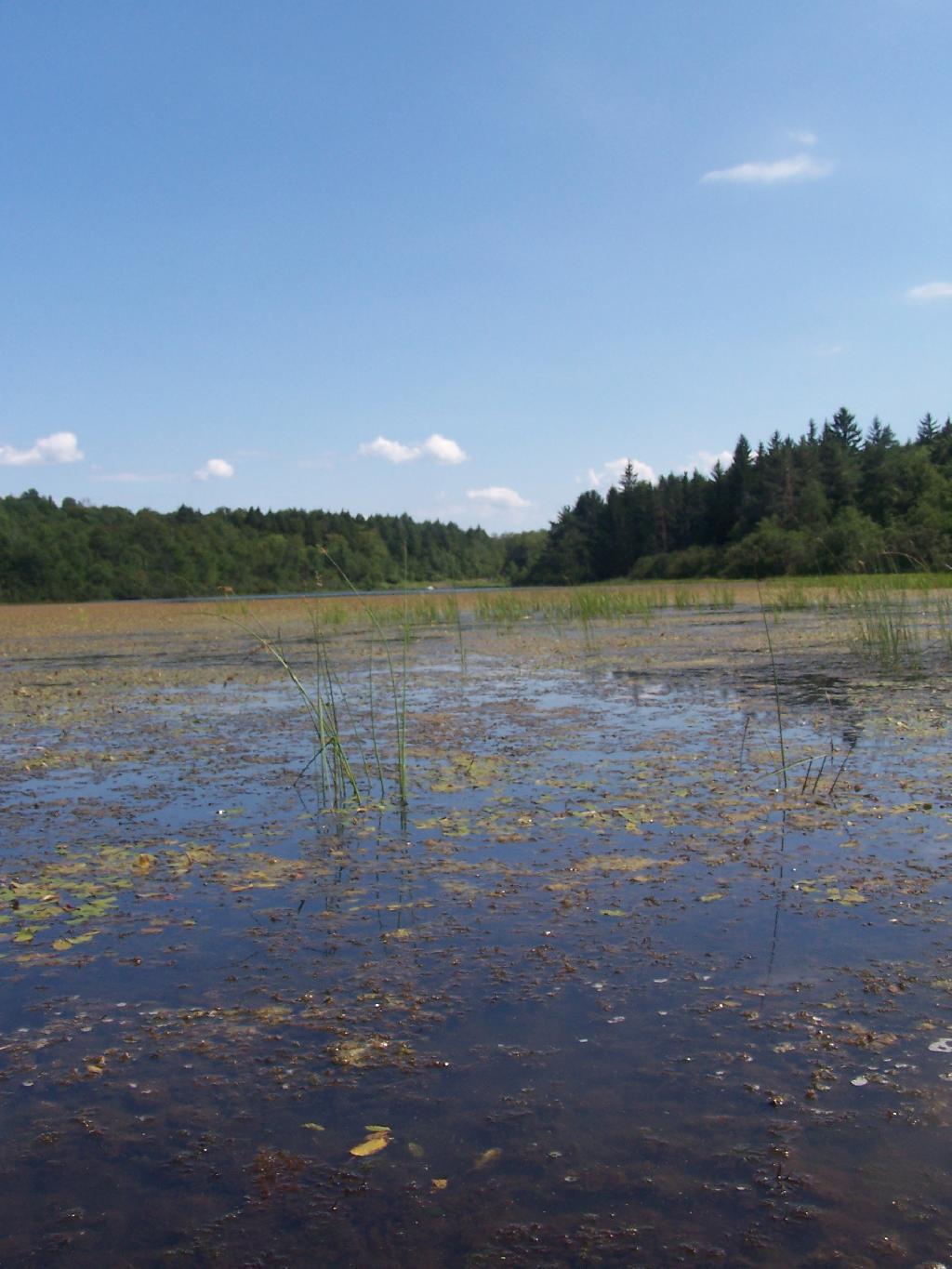 Photo: Across Tubbs Pond