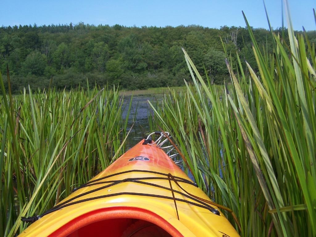 Photo: Thru Pond Grass on Tubbs Pond