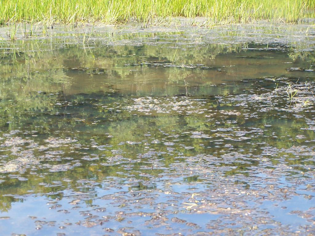 Photo: Marshy Edge