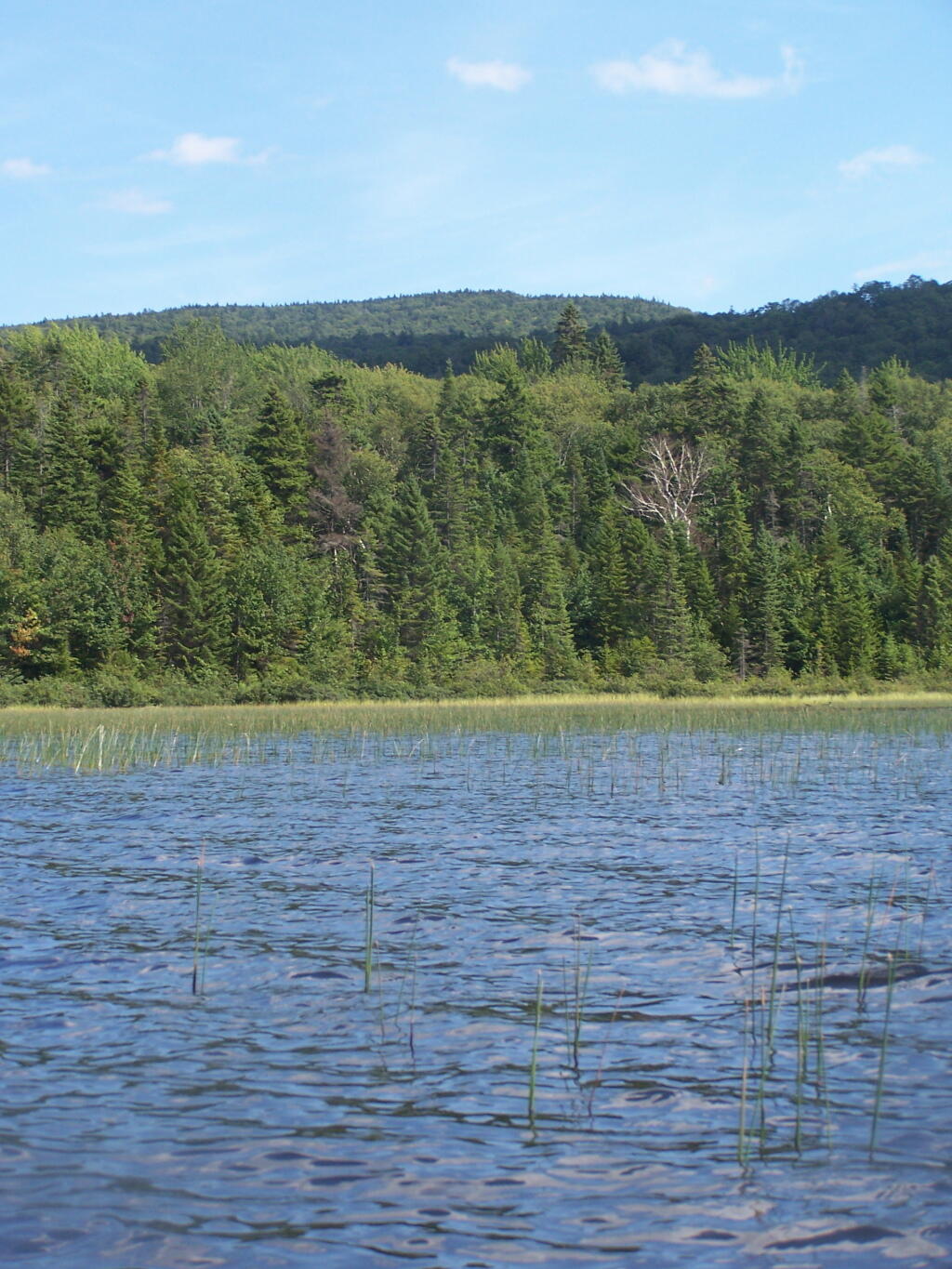 Photo: Cedar River Flow Becomes Marshier