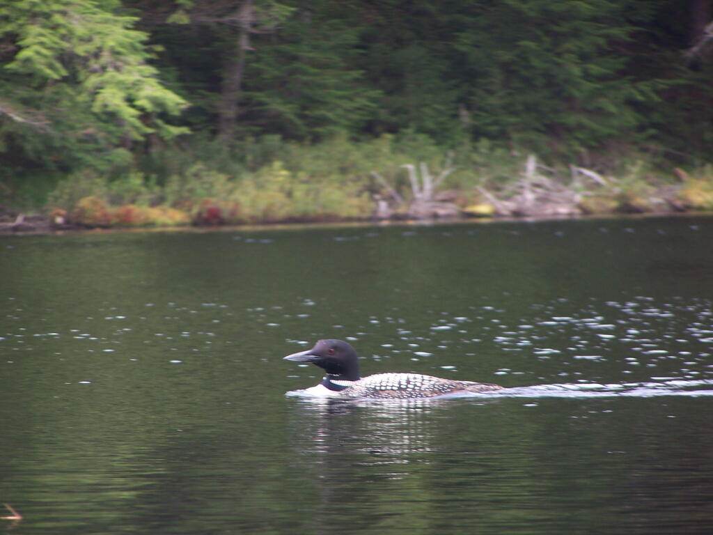 Photo: Loon