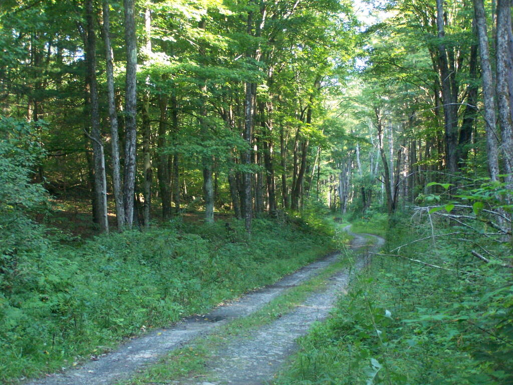 Photo: Betty Brook Road