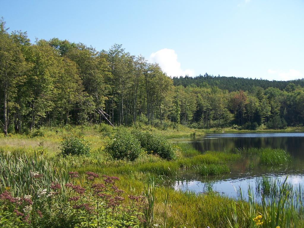 Photo: Mallet Pond