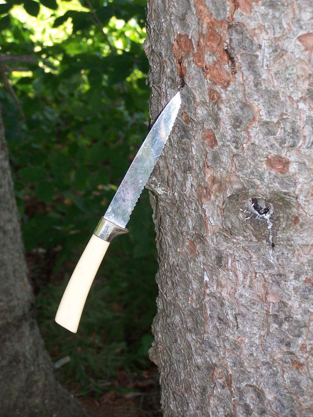 Photo: Knife in Tree