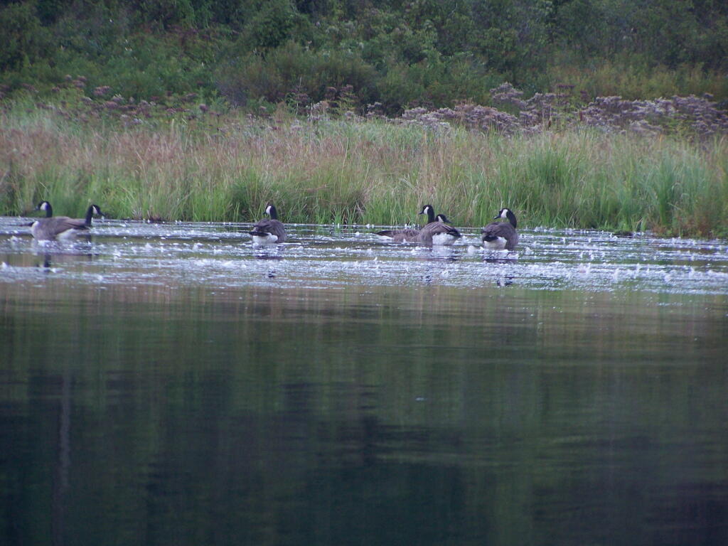 Photo: Canada Geese