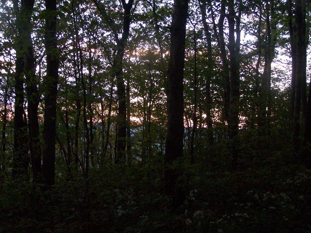 Photo: Sunset Thru The Trees