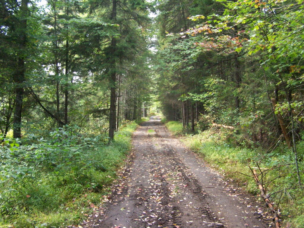 Photo: Handicap Road to Mitchells Pond
