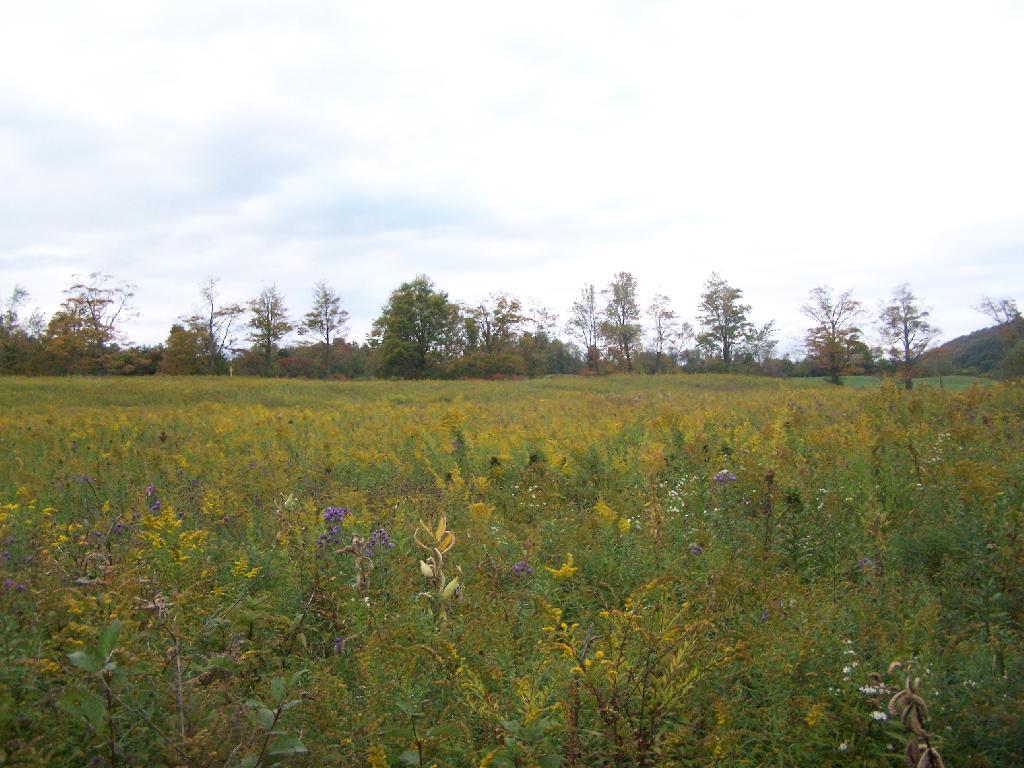 Photo: Field