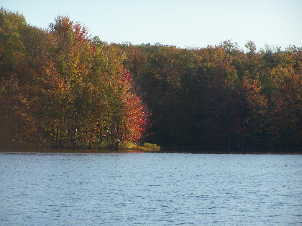 Photo: Maples Turning Along Shore Photo: Maples Turning Along Shore
