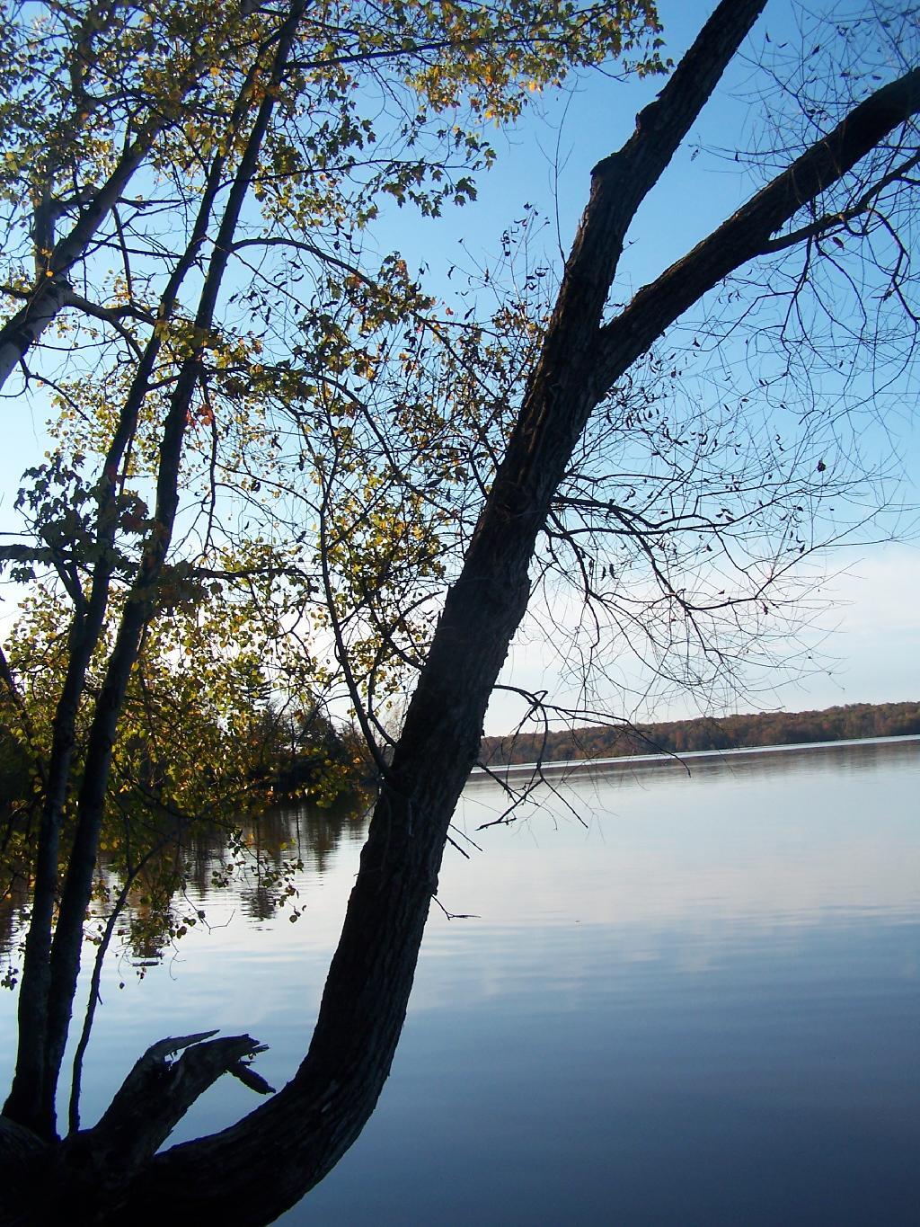 Photo: Tree