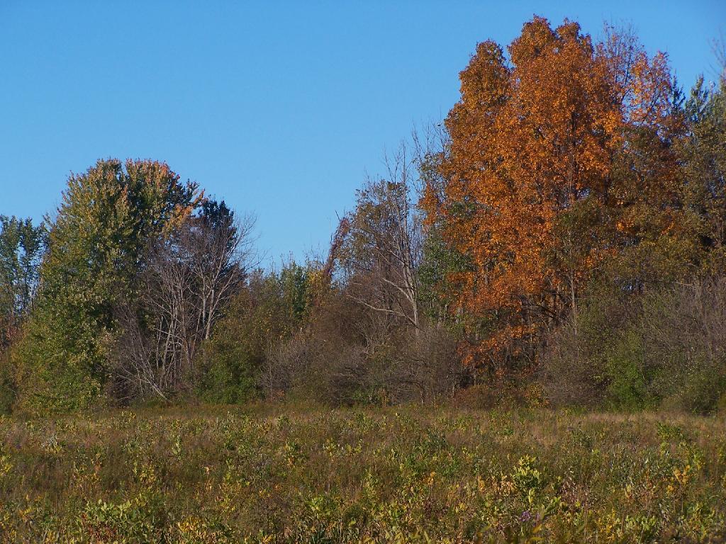 Photo: Muted Fall Colors