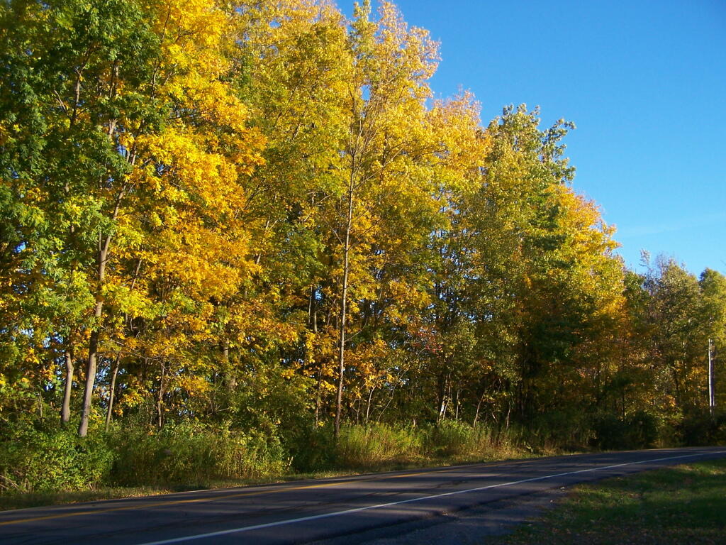 Photo: Foliage Along 60th Road