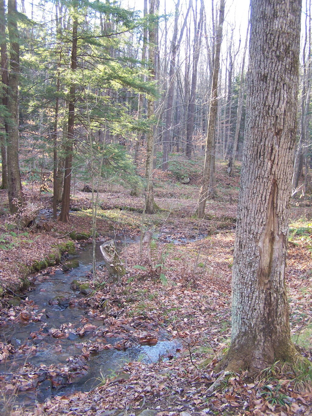 Photo: Whitney Run Photo: Whitney Run