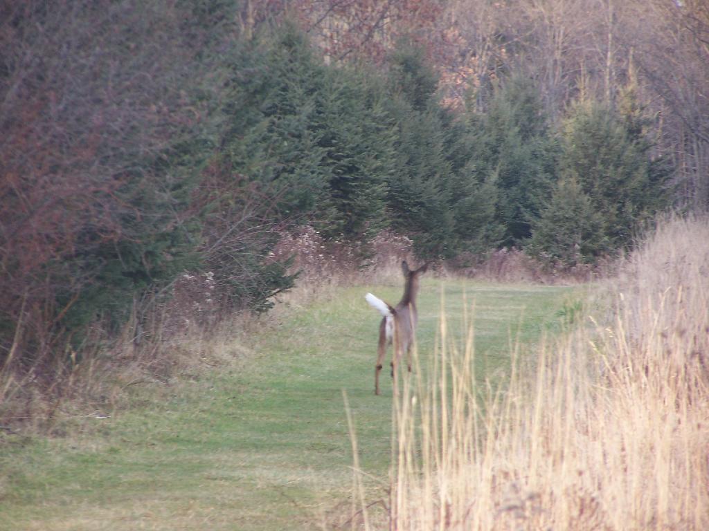 Photo: Doe