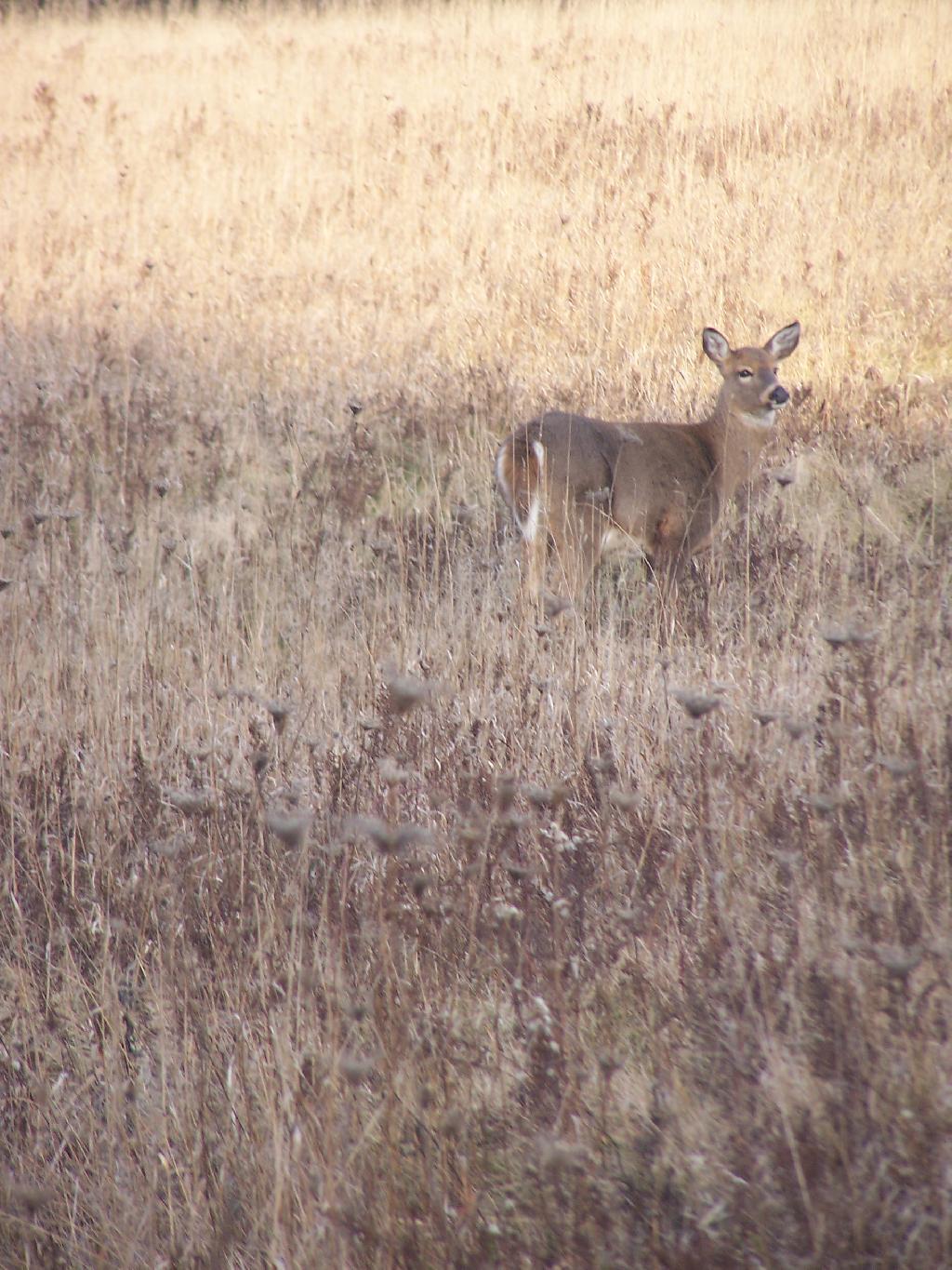 Photo: Doe