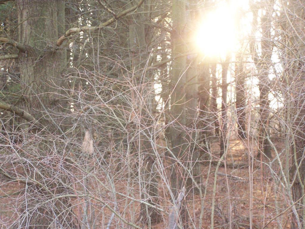 Photo: Sun Through the Trees
