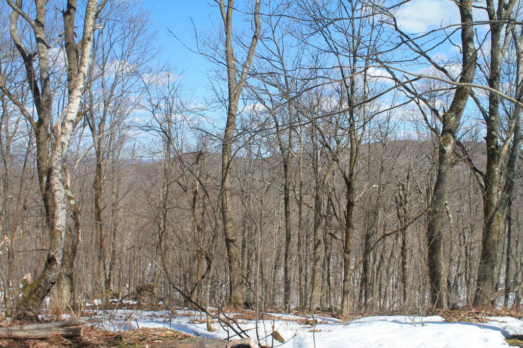 Photo: Views of Harvey Mountain from Lean-To