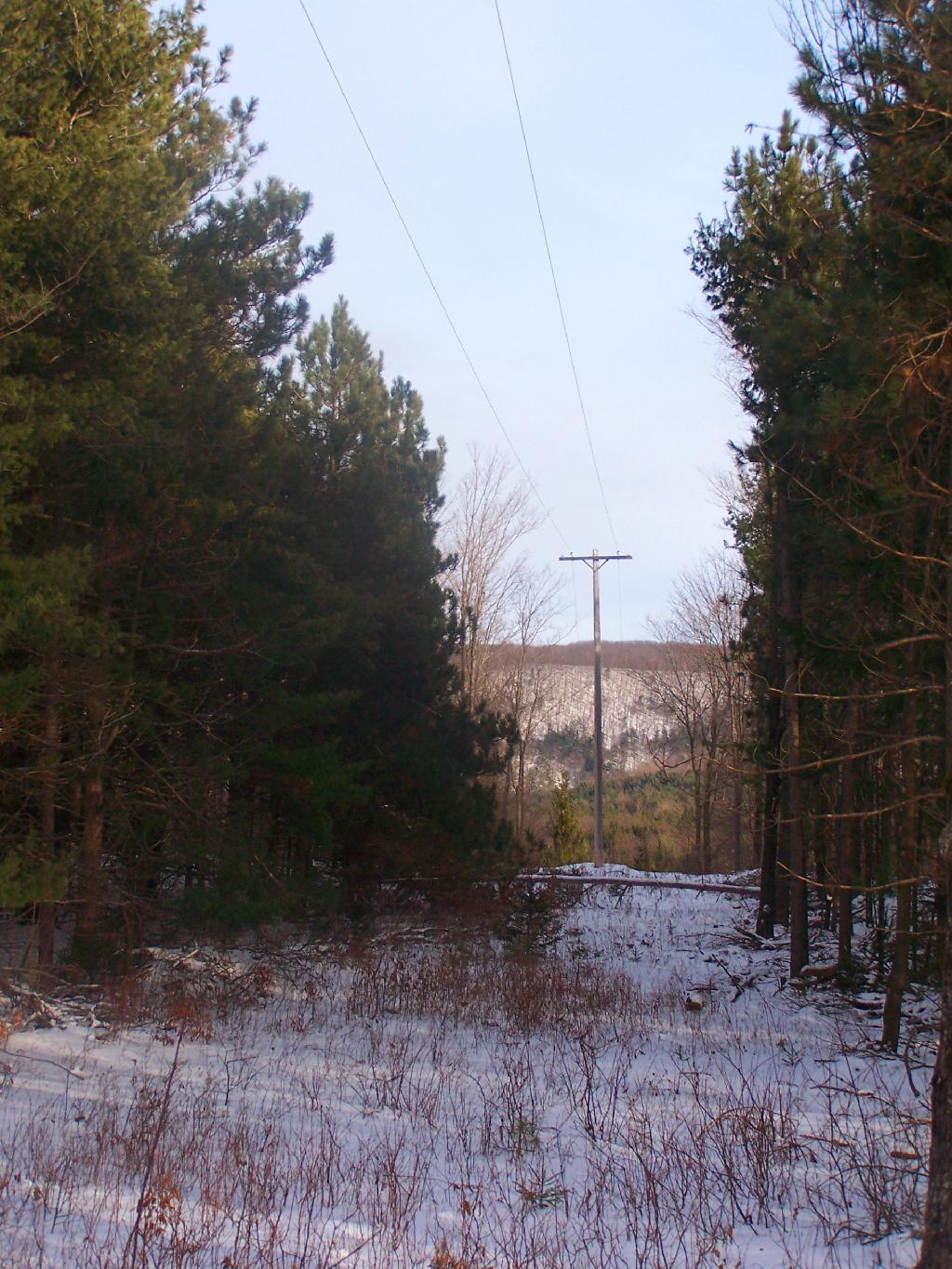 Photo: Electric Pole Clearing