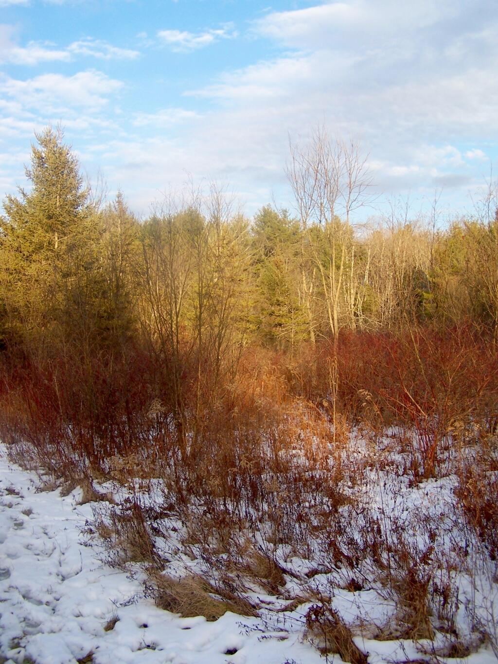 Photo: Sunlit Trees