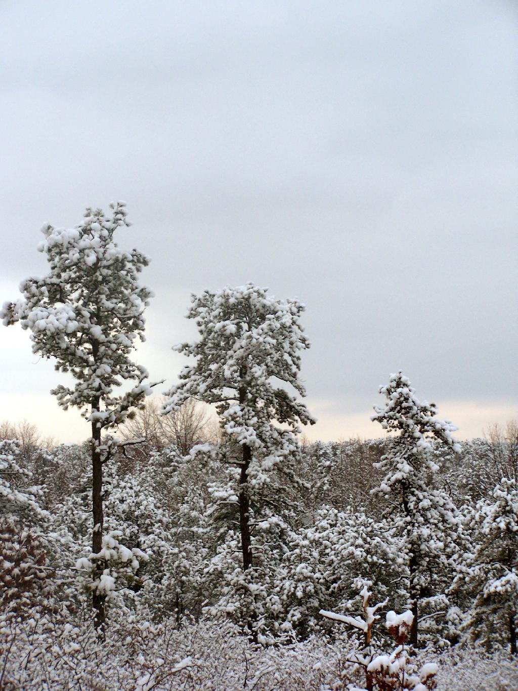 Photo: Pitch Pine with Snow