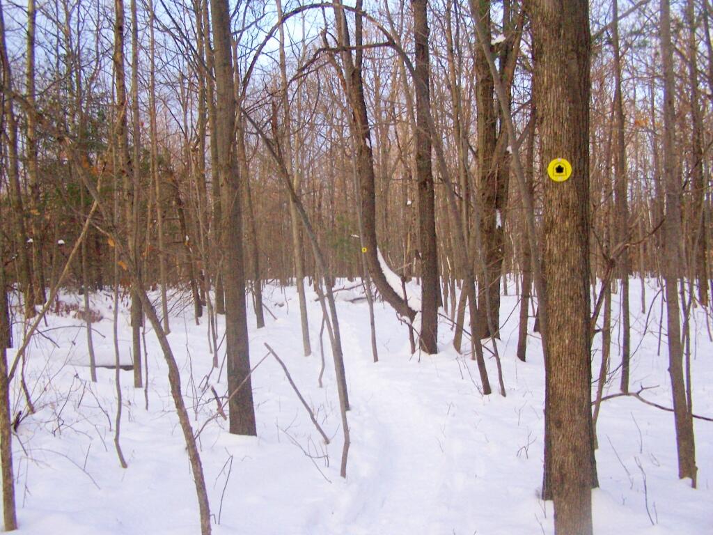 Photo: Along the Yellow Trail
