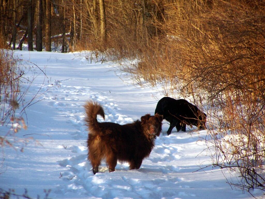 Photo: Dogs Playing in Snow