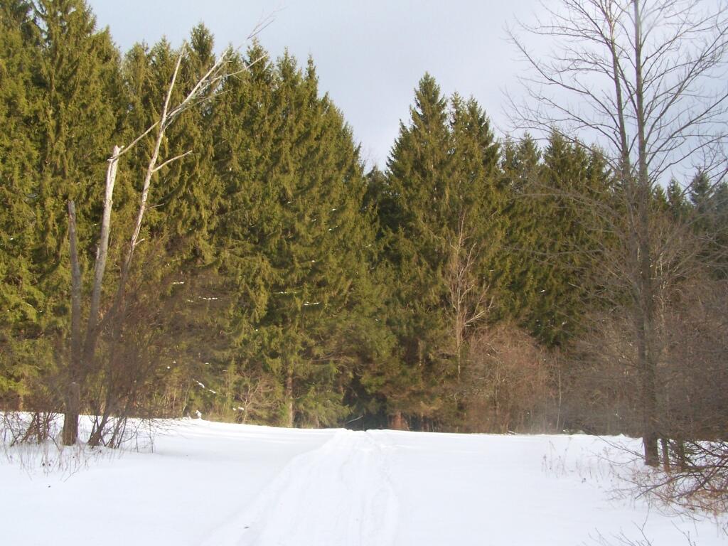Photo: Clearing