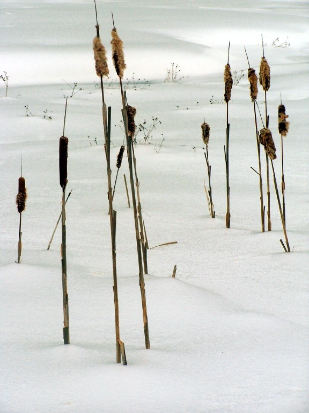 Photo: Cat Tails