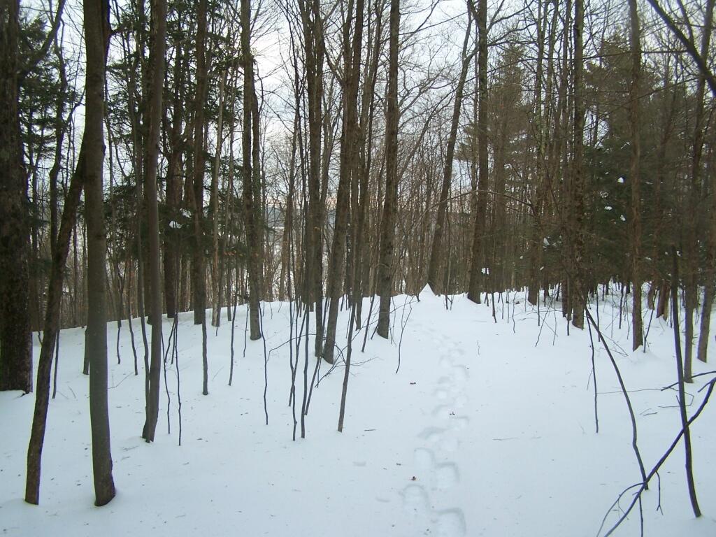 Photo: Snowshoeing Through Deep Snow